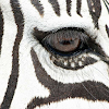 Zebra Puzzle by BookMan