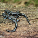 Blue-Spotted Salamander