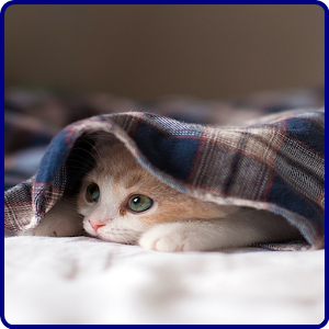 Animals Wallpapers.apk 1.0