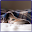 Animals Wallpapers Download on Windows