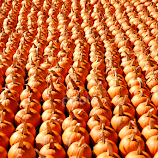 Pumpkin rows by Tony Moore -  