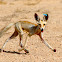 Rüppell's fox