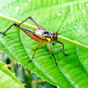Common Bush Cricket