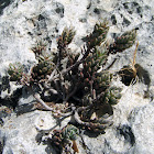 Mediterranean Stonecrop