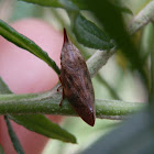 Common Spittle Bug