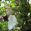 Thunbergia  blanca
