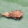 Yellow Headed Leafhopper