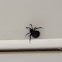 Black Widow Spider ♀