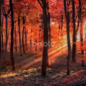 Golden Forest Dawn by Ceri Jones - Landscapes Forests
