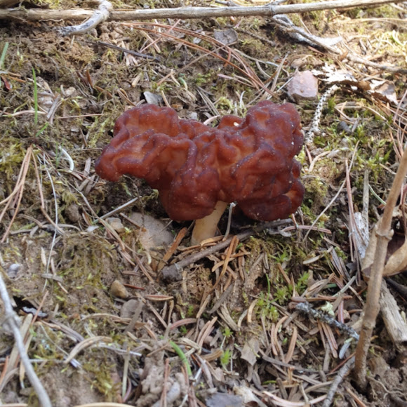 False morel Project Noah