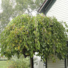 Weeping Mulberry