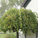 Weeping Mulberry