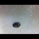 I don't really know what its common name is, I guess it's a beetle or a tiny roach