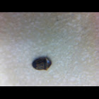 I don't really know what its common name is, I guess it's a beetle or a tiny roach