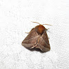 Nason's Slug Moth