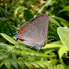 Acadian Hairstreak ssp. acadica