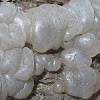 Grey blister fungus