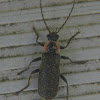 Soldier Beetle, male