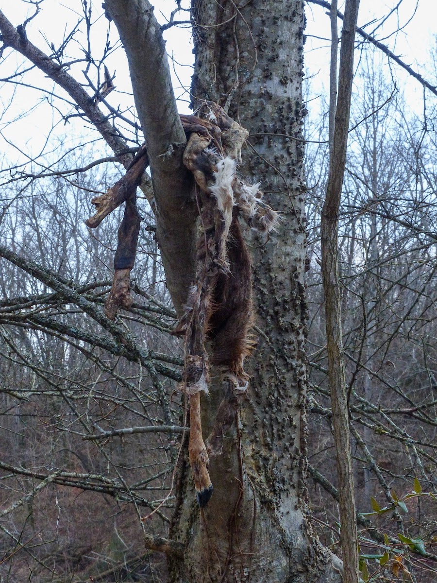 White-tailed deer (remains)