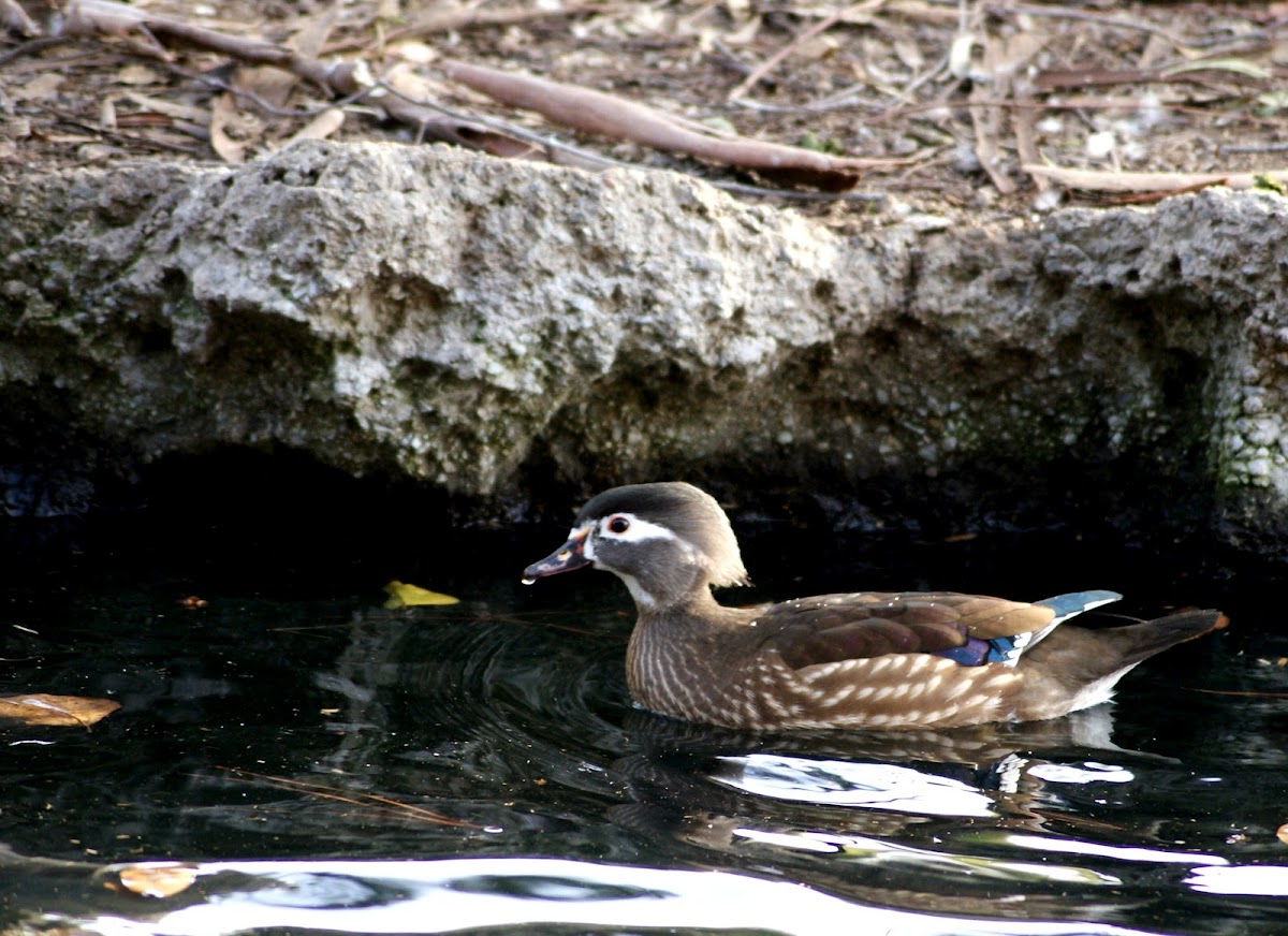 Female wood duck