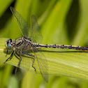 Horned Clubtail