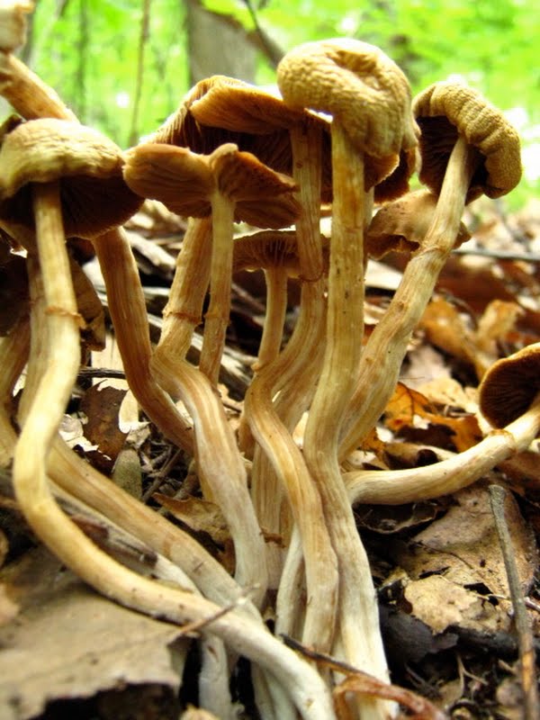 Mystery mushrooms #4