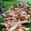 Chicken of the woods, white pored