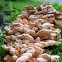 Chicken of the woods, white pored