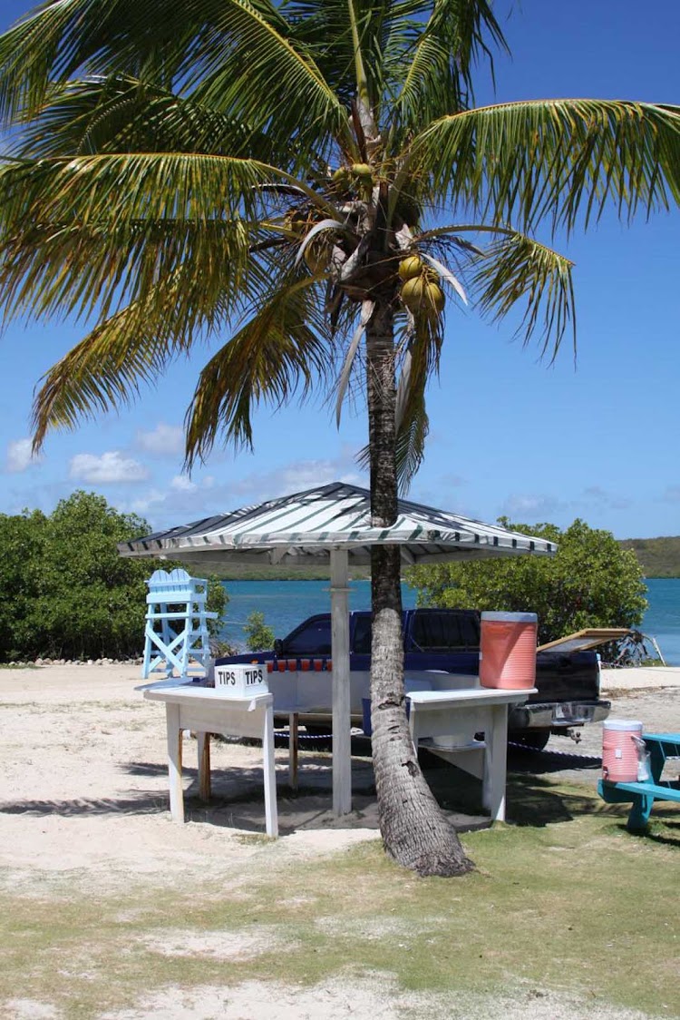 A palm tree has its way in Antigua.