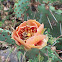 Prickly pear cactus & flowers