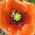 Western honey bee,Abelha europeia