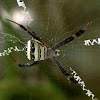 Multi-coloured St. Andrew's Cross spider