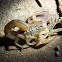Stripe-tailed Scorpion