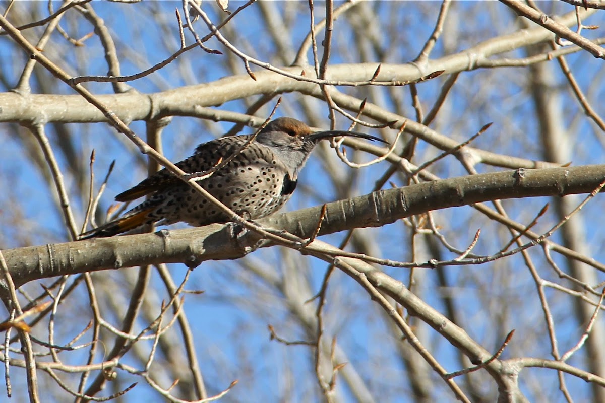 (Female) Red-shafted Northern Flicker