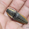 Click beetle