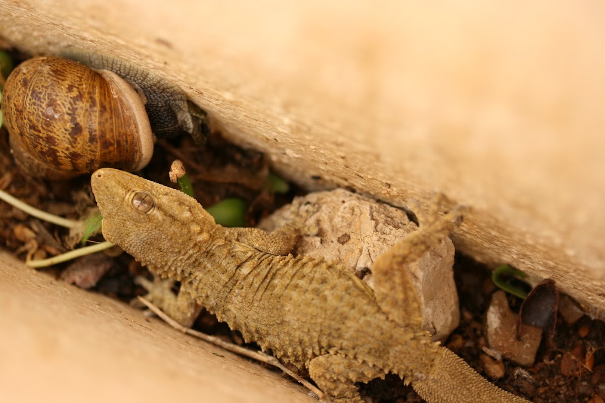 Moorish wall gecko 