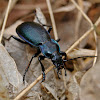 Scheidler's Ground Beetle