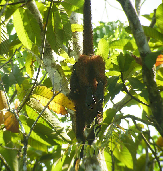 Howler monkey | Project Noah