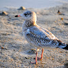 Ring-billed Gull (Juvenile)