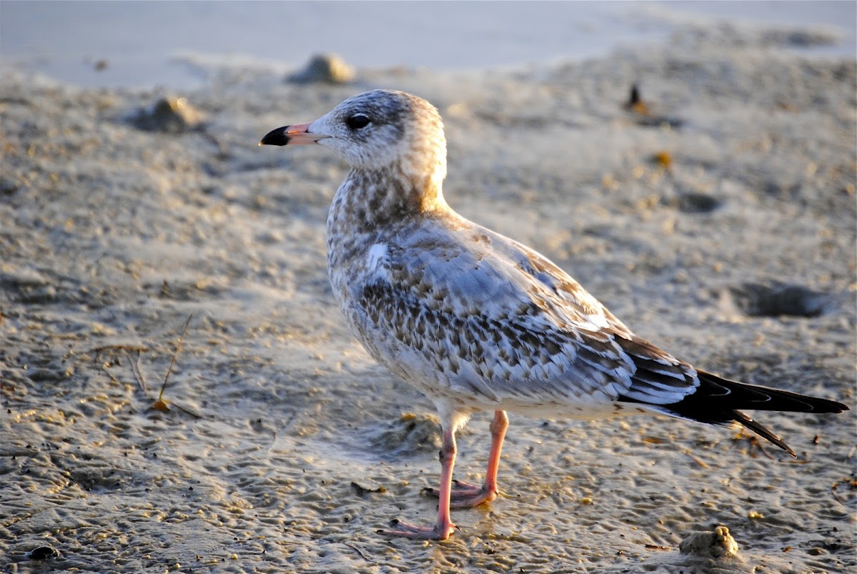 Ring-billed Gull (Juvenile)