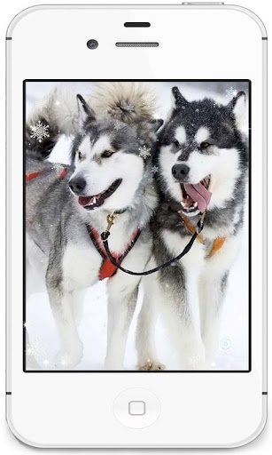 【免費個人化App】Husky Gallery live wallpaper-APP點子