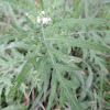 Santa Maria Feverfew, Whitetop Weed or Ragweed Parthenium