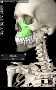 Essential Skeleton 3