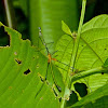 Jumping-stick grasshopper