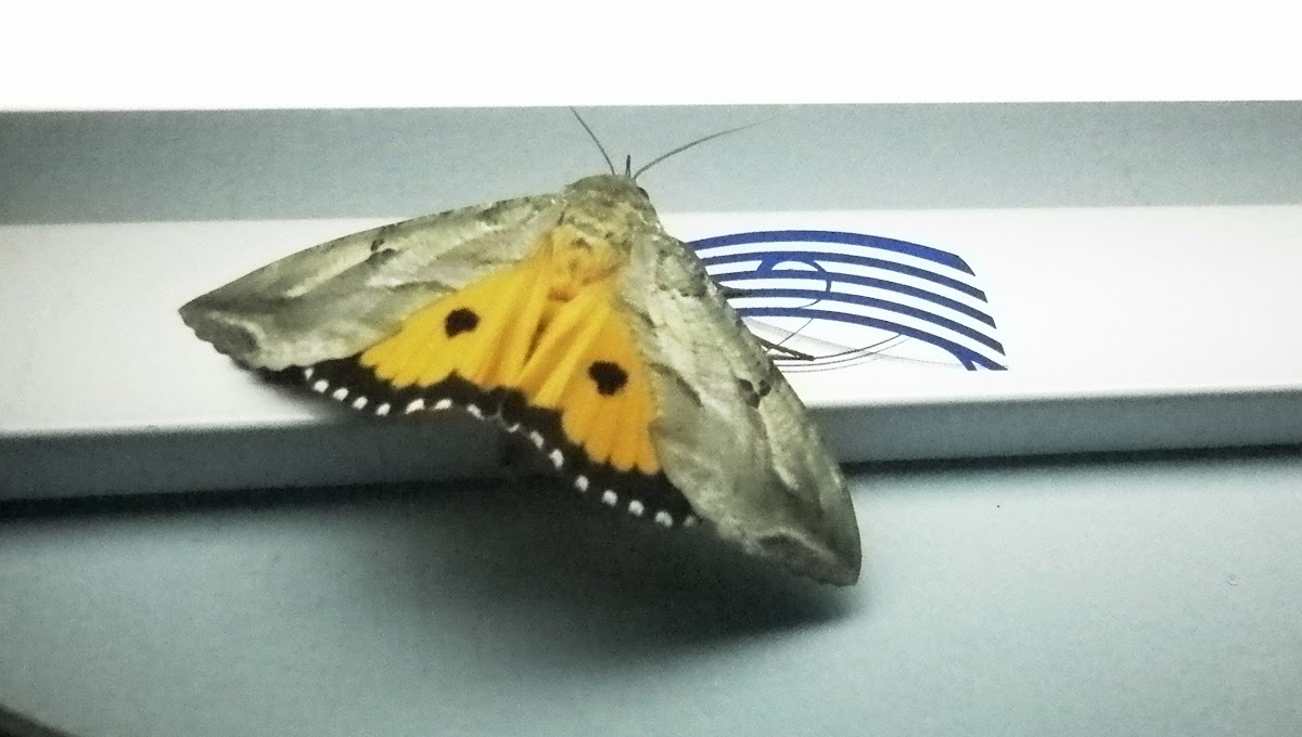Fruit Sucking Moth - Male