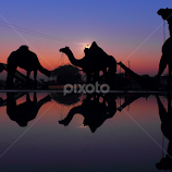 camels by Piyush Jangid -  