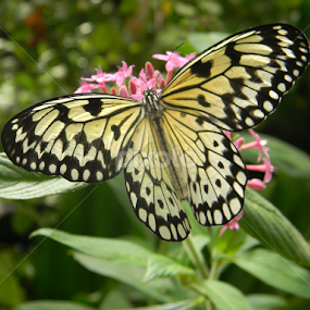 Flirty flutter by Monique Bouwer - Animals Insects & Spiders