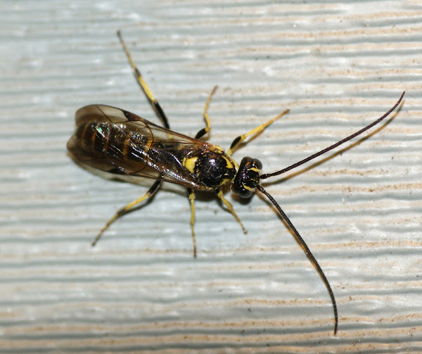Ichneumonid Parasitoid Wasp | Project Noah