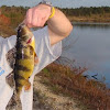 Yellow perch