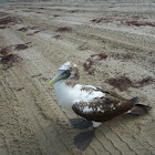 Masked Booby juvenile